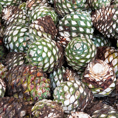 Fully mature agave, harvested at peak ripeness, delivers deeper sweetness and more concentrated flavor