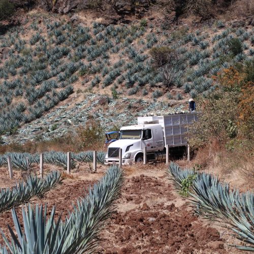 In the valleys of Jalisco, agave matures slowly, building rich sugars and full, developed flavor before harvest