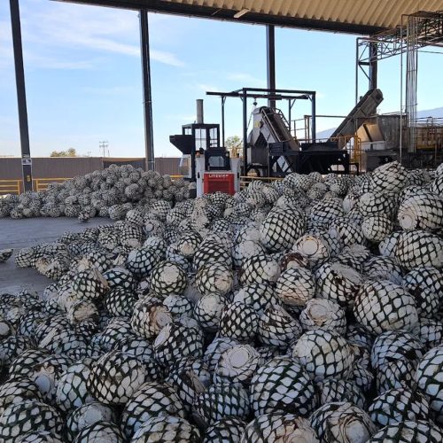 Piñas at the patio, before the ovens